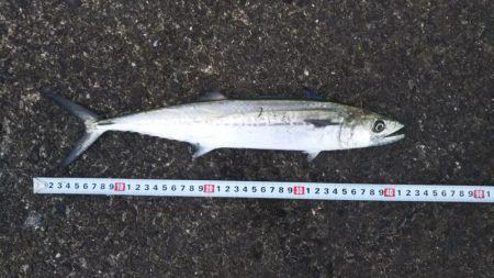 朝まづめいいよね