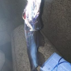 ワインドでタチウオ