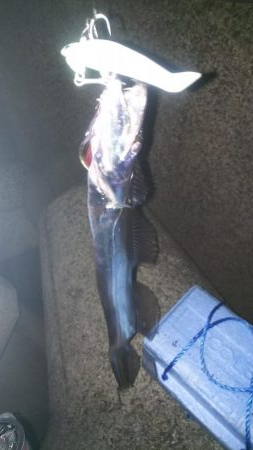 ワインドでタチウオ