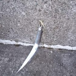 浮きへのアタリ多数！でもなかなか乗らない！