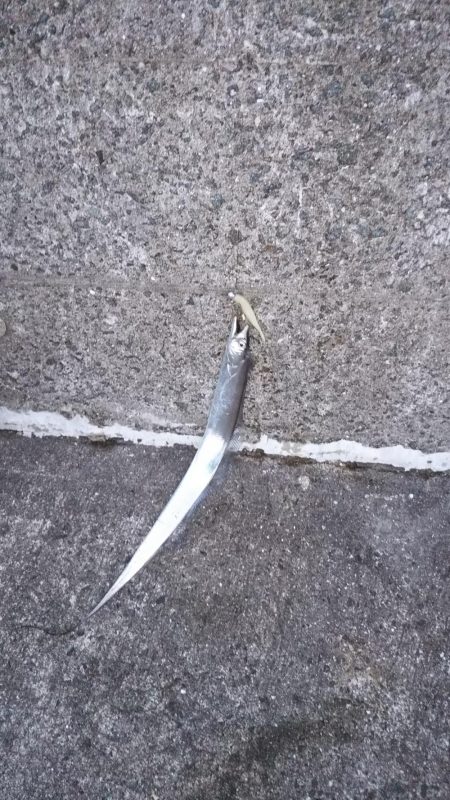 浮きへのアタリ多数！でもなかなか乗らない！