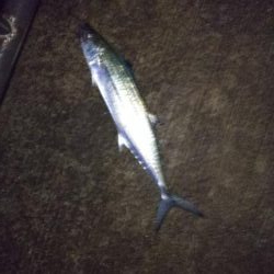 タチウオにサゴシ