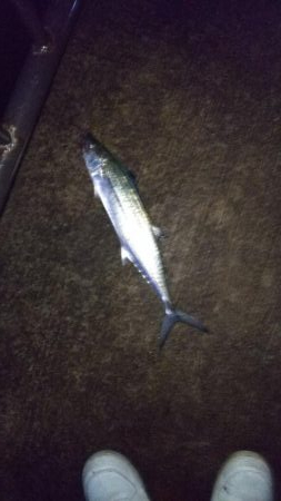 タチウオにサゴシ