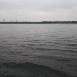 安定のタチウオ