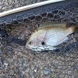 アジングサビキで五目