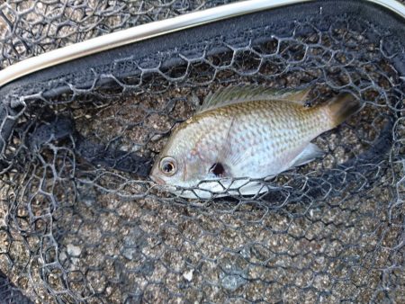 アジングサビキで五目