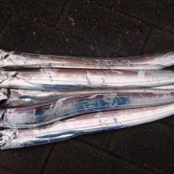 雨の合間、中潮タチウオ釣行