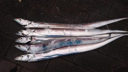 雨の合間、中潮タチウオ釣行