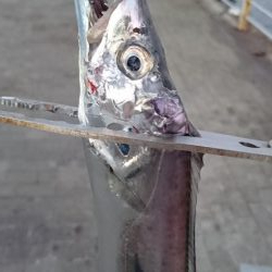 3連休明けのタチウオ釣行