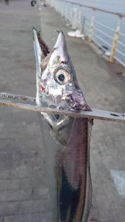 3連休明けのタチウオ釣行