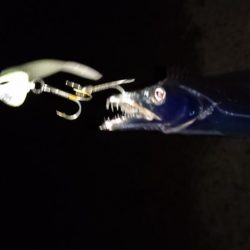 タチウオ釣果 不調続き・・・