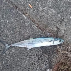 青物祭りをもとめて