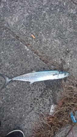 青物祭りをもとめて