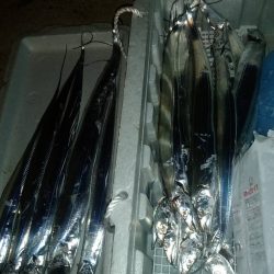 時合い短く渋め