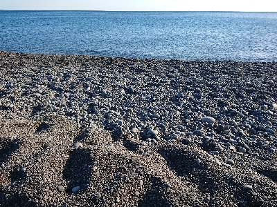 サーフエギング