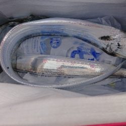 太刀魚居ません❗