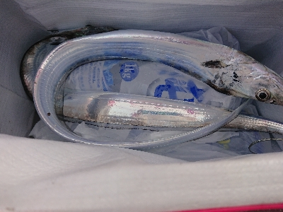 太刀魚居ません❗