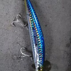 青物が釣りたい