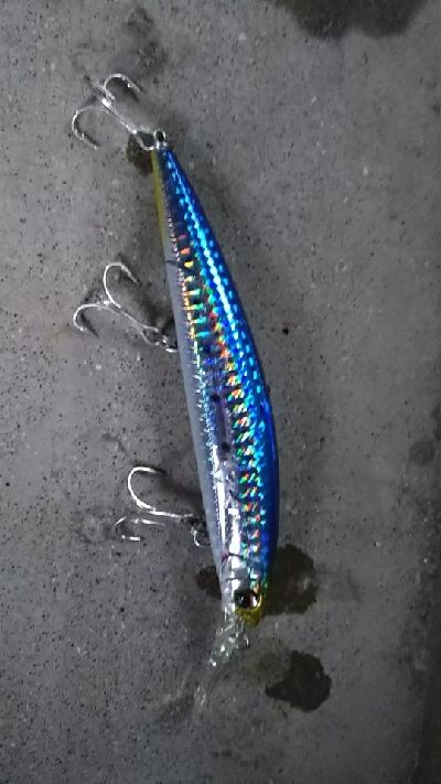 青物が釣りたい