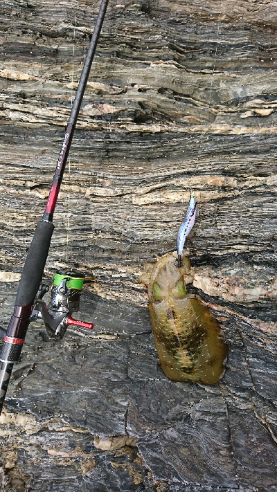 ごみは持ち帰りましょう。