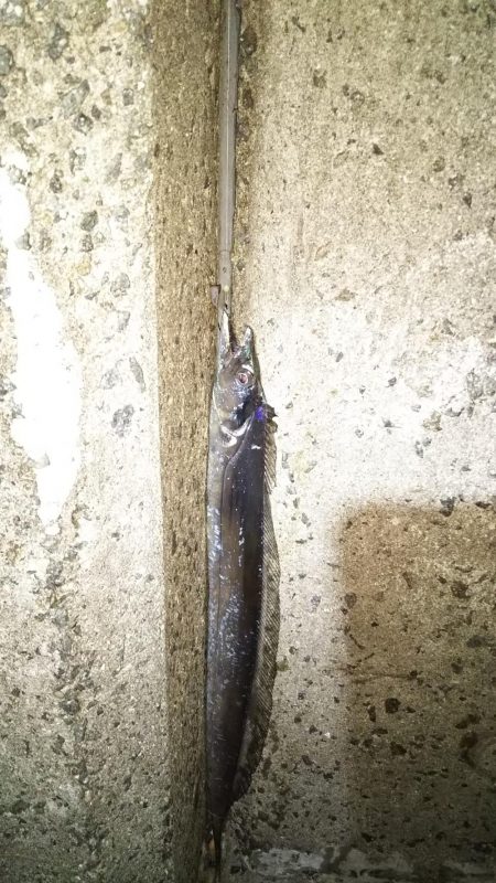 浮きへのアタリ多数！でもなかなか乗らない！…