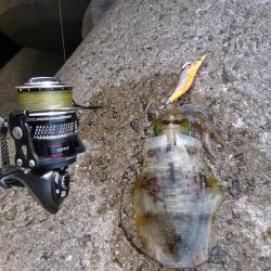 なかなかな爆風だけどエギング