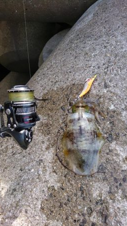 なかなかな爆風だけどエギング