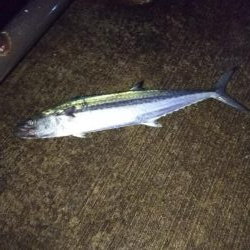 タチウオにサゴシ