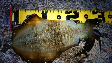 釣り仲間とナイトエギング