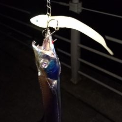 南港タチウオ渋い