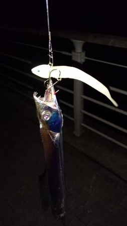 南港タチウオ渋い