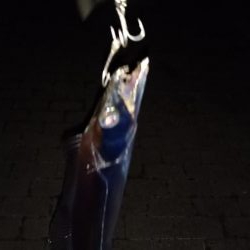 3連休明けのタチウオ釣行