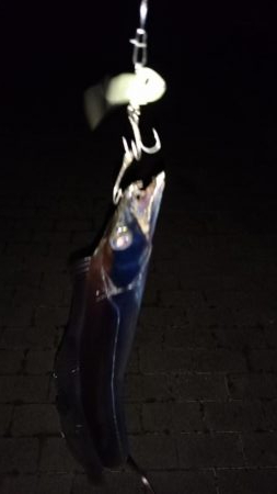 3連休明けのタチウオ釣行