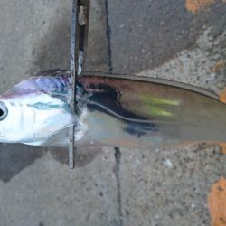 タチウオ釣行 まだちょい渋目