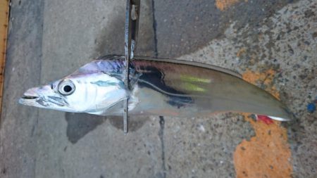 タチウオ釣行 まだちょい渋目