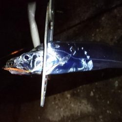 タチウオ釣行 絶不調