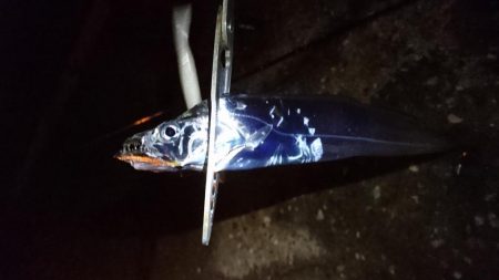 タチウオ釣行 絶不調