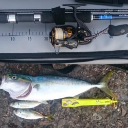 飲ませ釣り 釣果