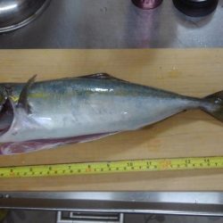 なんとか一匹！