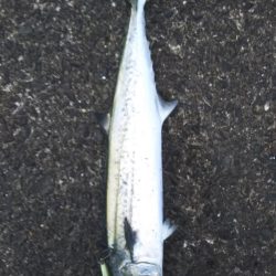 朝まづめいいよね