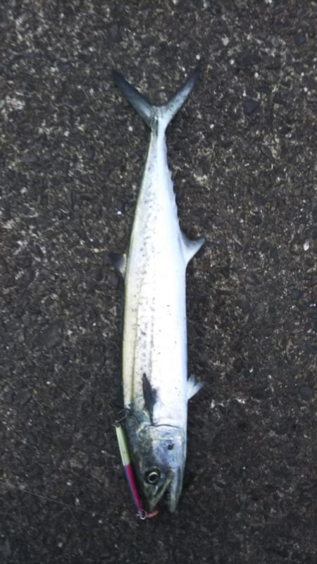 朝まづめいいよね