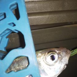 爆風プチワインド