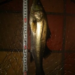 本日の獲物はタモ！？  ～辰巳一付近～