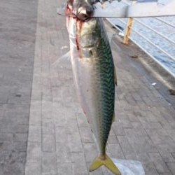 3連休明けのタチウオ釣行