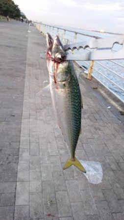 3連休明けのタチウオ釣行