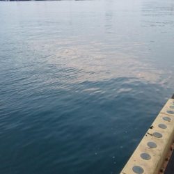 タチウオ釣行 絶不調