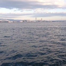 南港タチウオほぼいてない