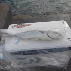 青物はアジがお好き‼️