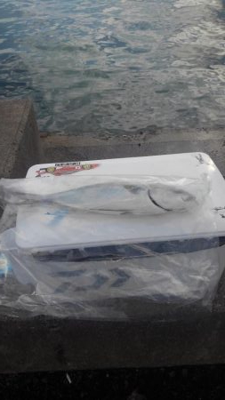 青物はアジがお好き‼️