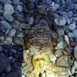 秋イカですね❗